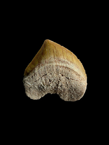 Squalicorax pristodontus shark tooth fossil from Morocco | 1.09"
