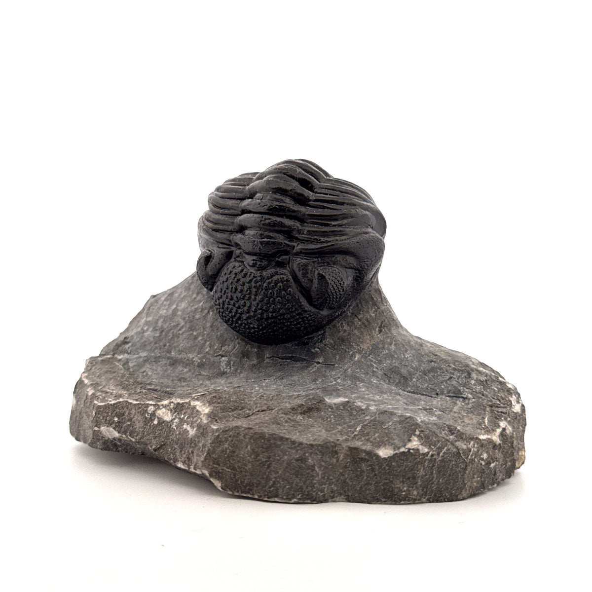 Large Devonian Phacopid Trilobite from Morocco | 3.10"