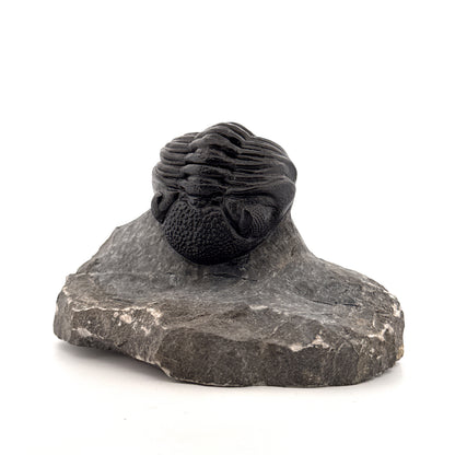 Large Devonian Phacopid Trilobite from Morocco | 3.10"
