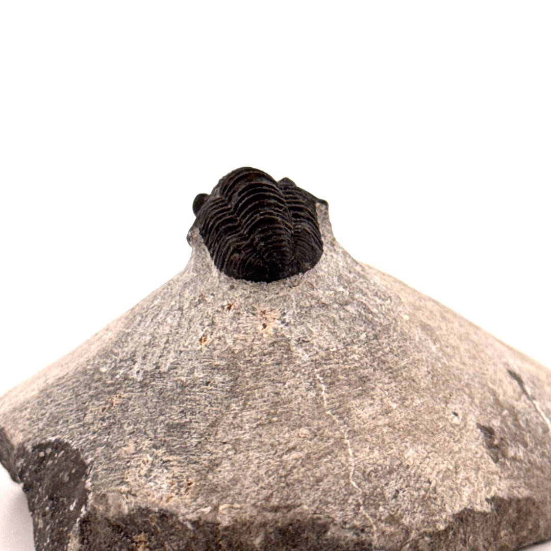 Gerastos granulosus Devonian Trilobite Fossil from Morocco (S01)