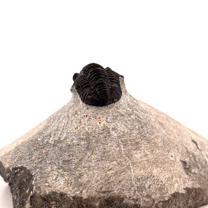 Gerastos granulosus Devonian Trilobite Fossil from Morocco (S01)