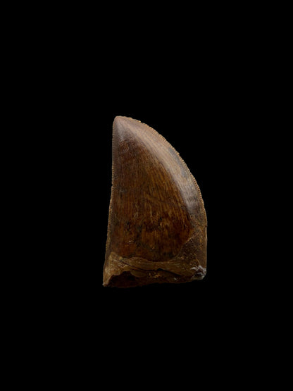 Carcharodontosaurus fossil tooth, Dinosaur tooth from Kem Kem Beds, Morocco (1.20")