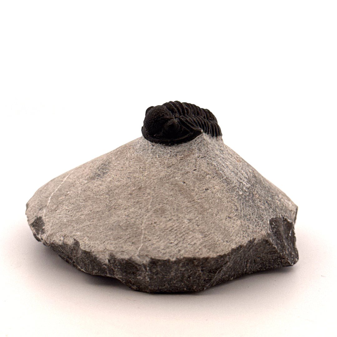 Gerastos granulosus Devonian Trilobite Fossil from Morocco (S01)