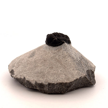 Gerastos granulosus Devonian Trilobite Fossil from Morocco (S01)