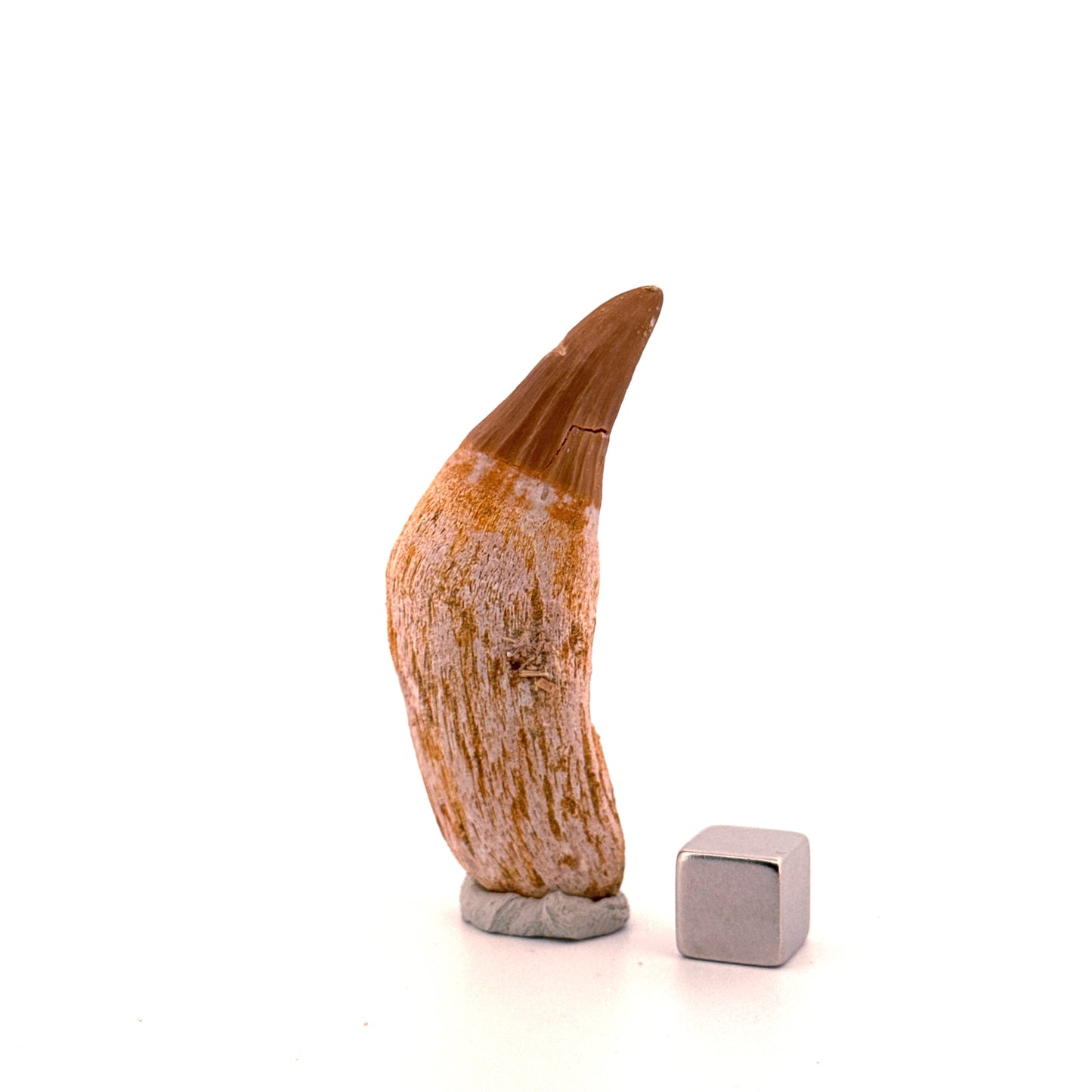 Gavialimimus almaghribensis Mosasaurus tand, Laat Krijt, Marokko (2.29 inch)
