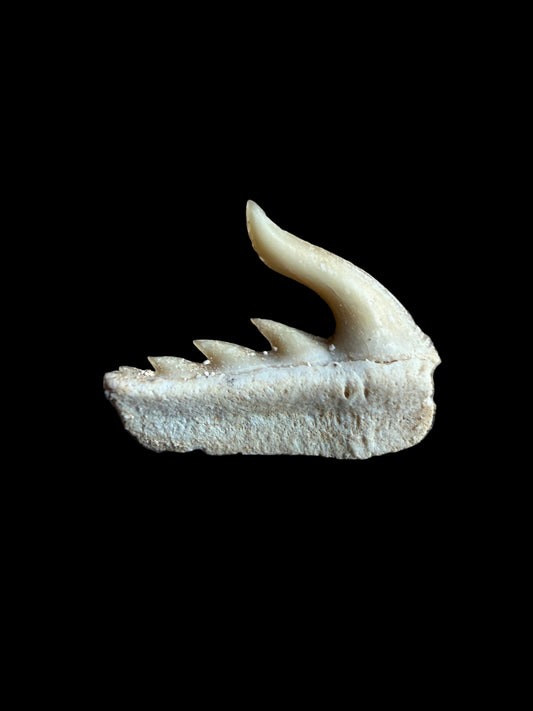 Weltonia ancistrodon Shark Tooth Fossil from Morocco (O002)