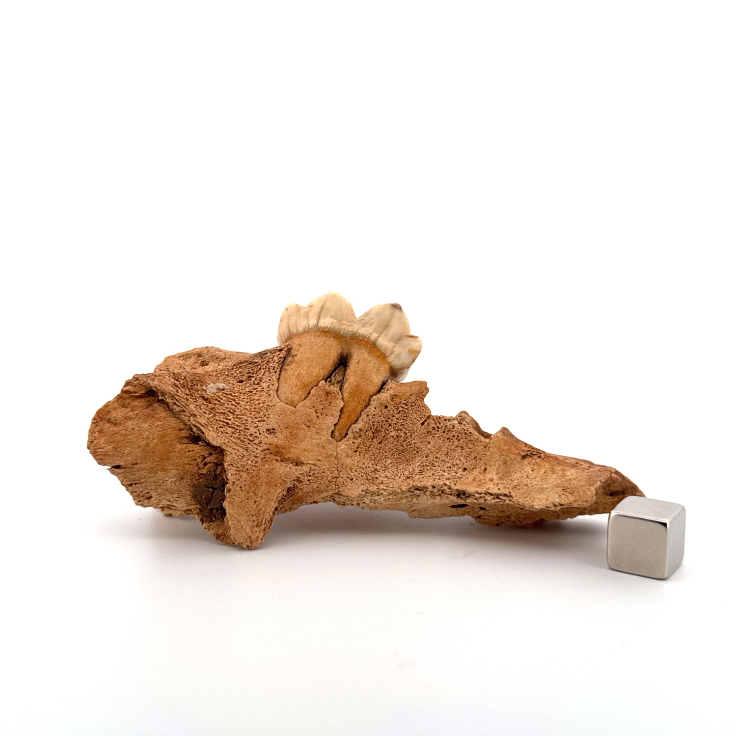 Holenbeer (Ursus spelaeus) kaakfragment met kies uit het Pleistoceen, Roemenië (3,75 inch)
