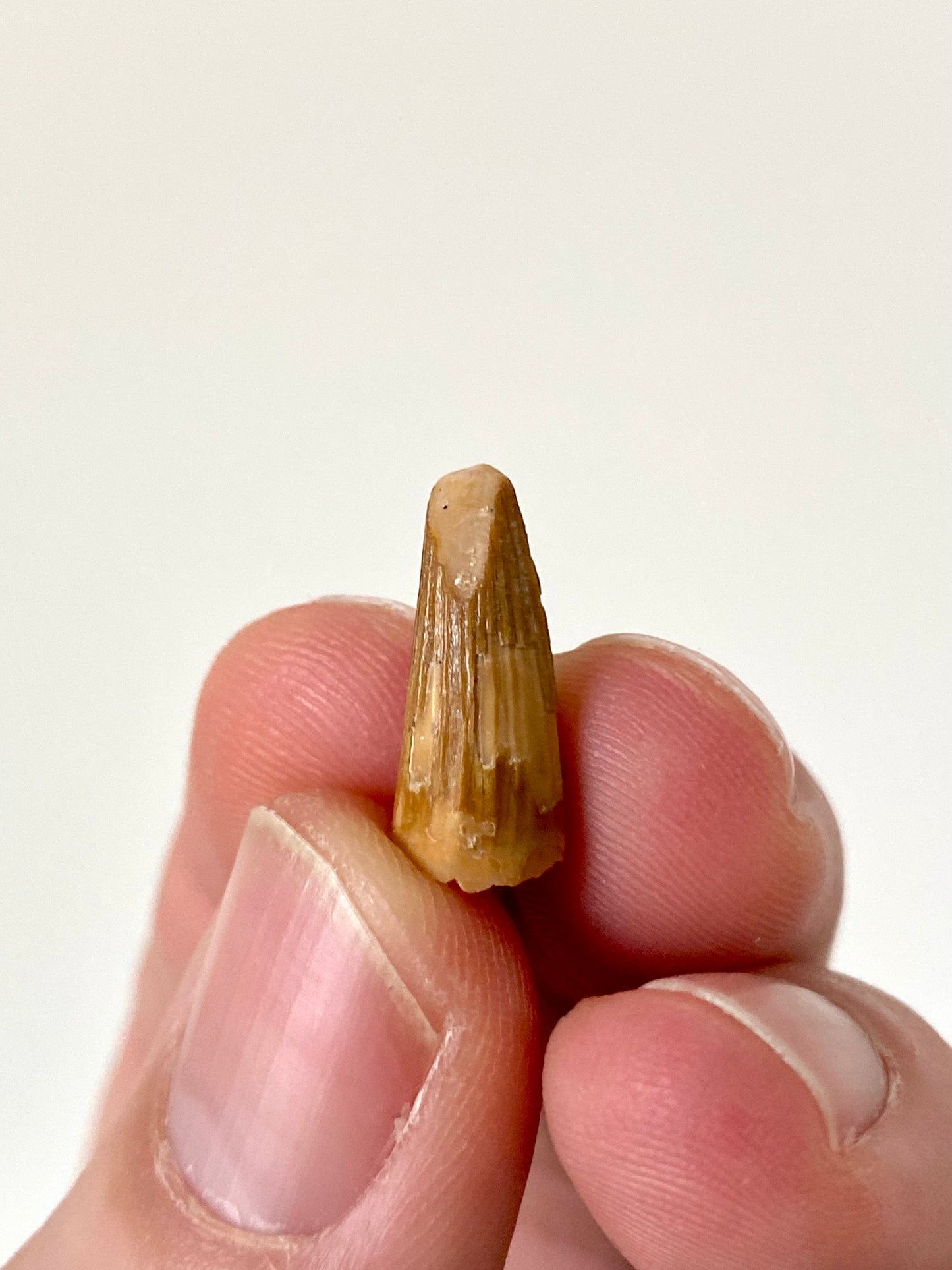 Fossiele tand van een krokodillensoort (0,67 inch) uit Marokko