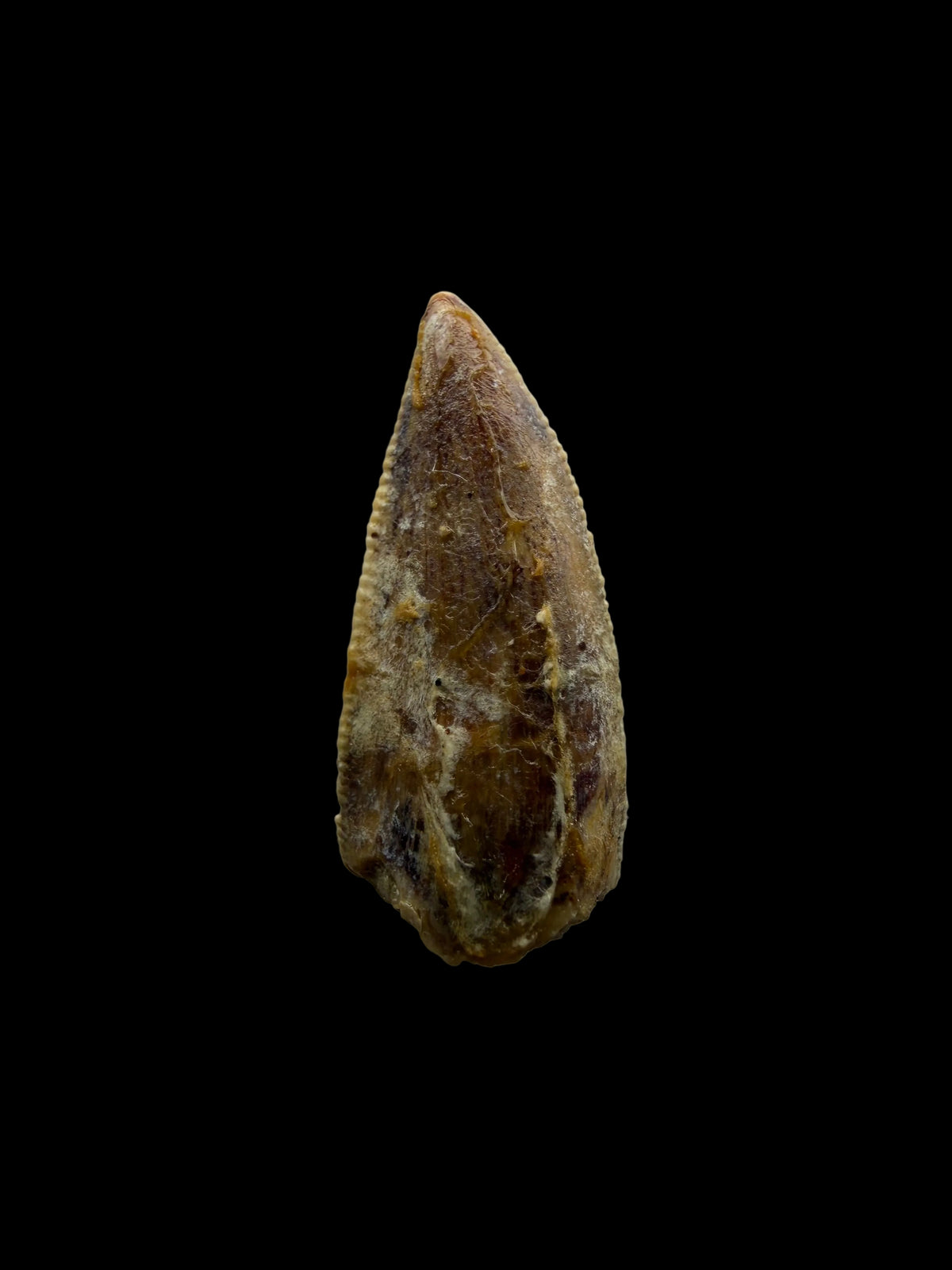 Kryptops palaios Fossil Dinosaur Tooth from Cretaceous, Niger (0.77")