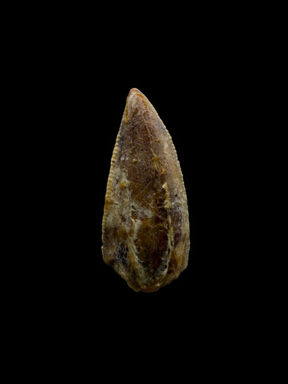 Kryptops palaios Fossil Dinosaur Tooth from Cretaceous, Niger (0.77")