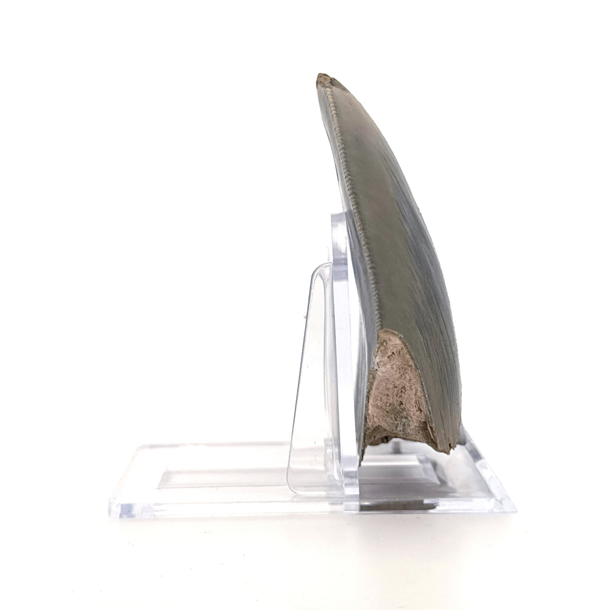 Megalodon Tandfragment uit Indonesië | 3,18 inch