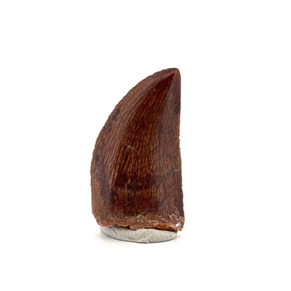 Carcharodontosaurus fossil tooth, Dinosaur tooth from Kem Kem Beds, Morocco (1.20")