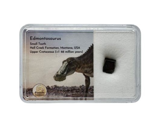 Edmontosaurus Tandfragment uit de Hell Creek Formatie in Gift Box