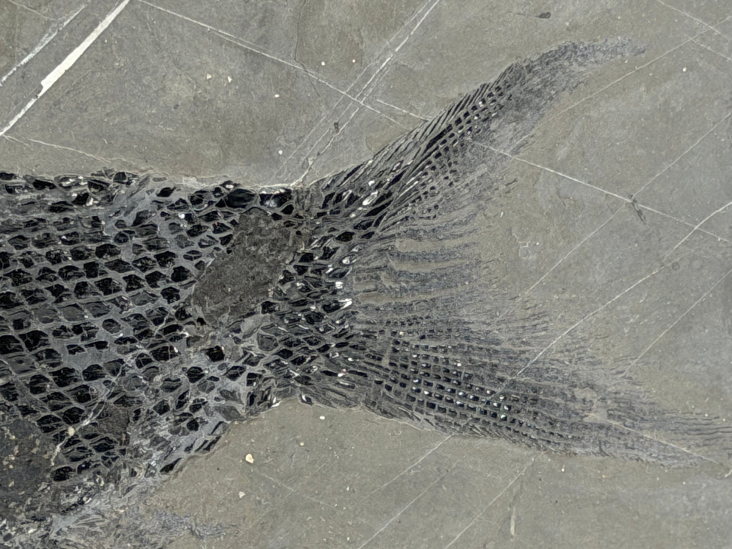 Asialepidotus shingyiensis fossiele vis (7,28 inch) uit het Trias, China