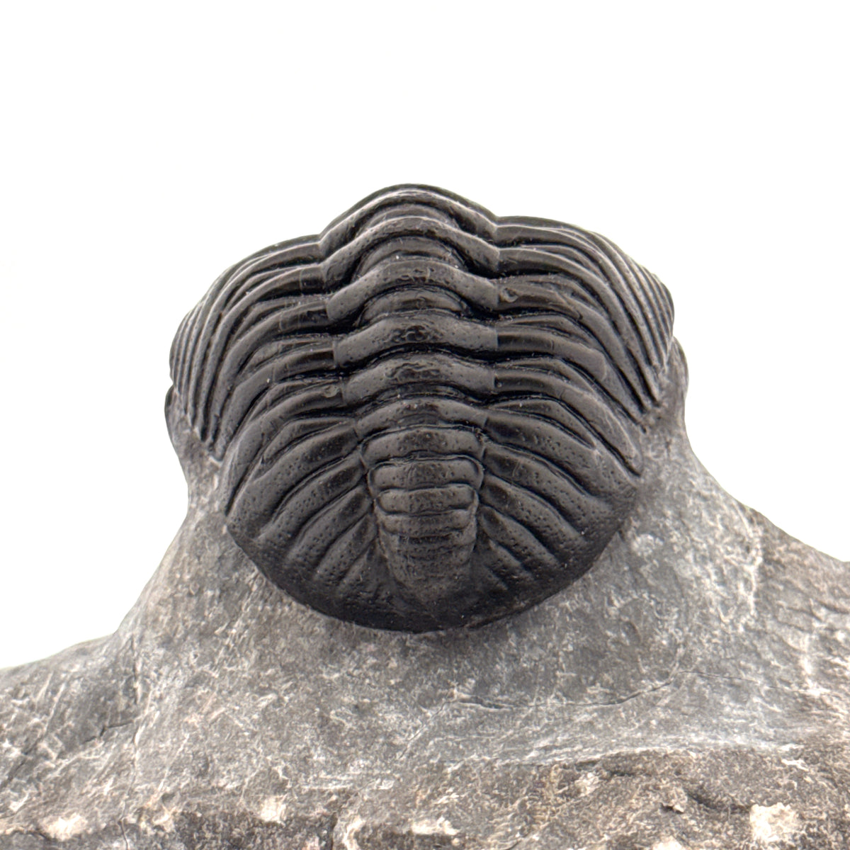 Large Devonian Phacopid Trilobite from Morocco | 3.10"