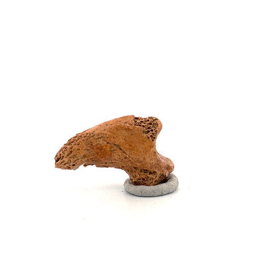 Holenbeer klauw (Ursus spelaeus), distale falanx fossiel (1.42 inch) uit Pleistoceen, Roemenië