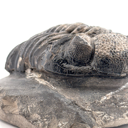 Drotops megalomanicus Trilobite Fossil from Morocco | 3.96"
