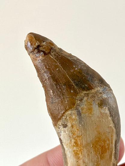 Basilosaurus fossil tooth (3.48") - Late Eocene, Morocco