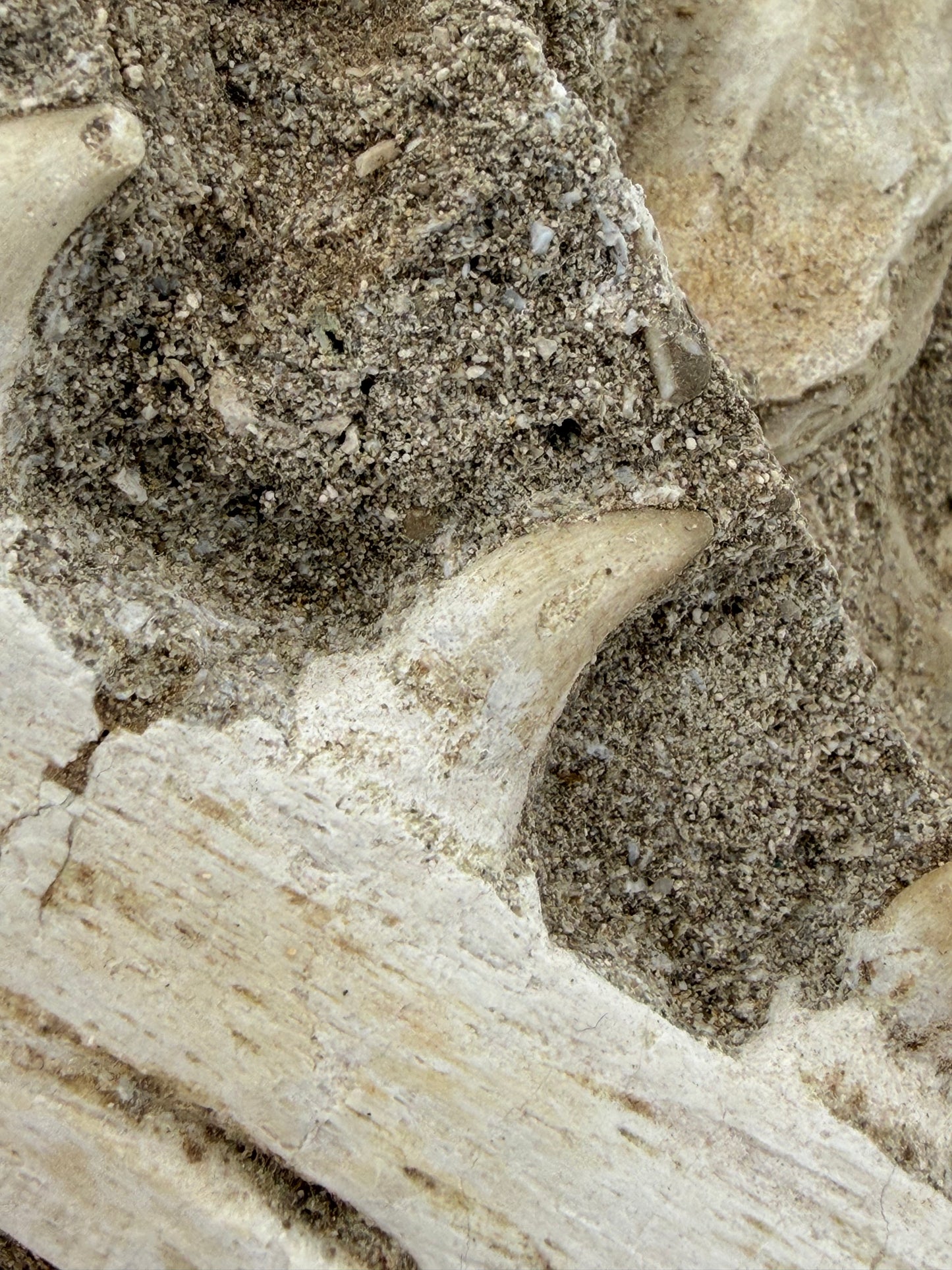 Halisaurus Arambourgi Kaakfragment met 5 Tanden op Matrix – Marokko