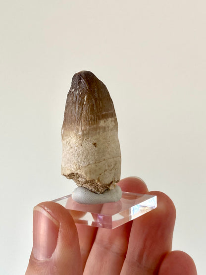 Moroccosuchus zennaroi Fossil tooth (1.76")