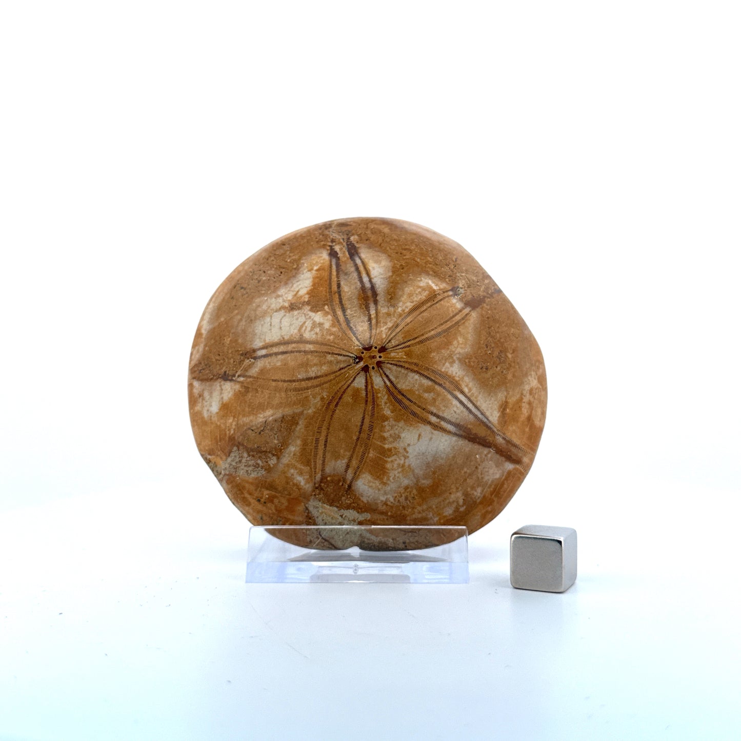 Pygurus Marmonti, zee-egel uit het Jura, Madagaskar (2.88 inch)