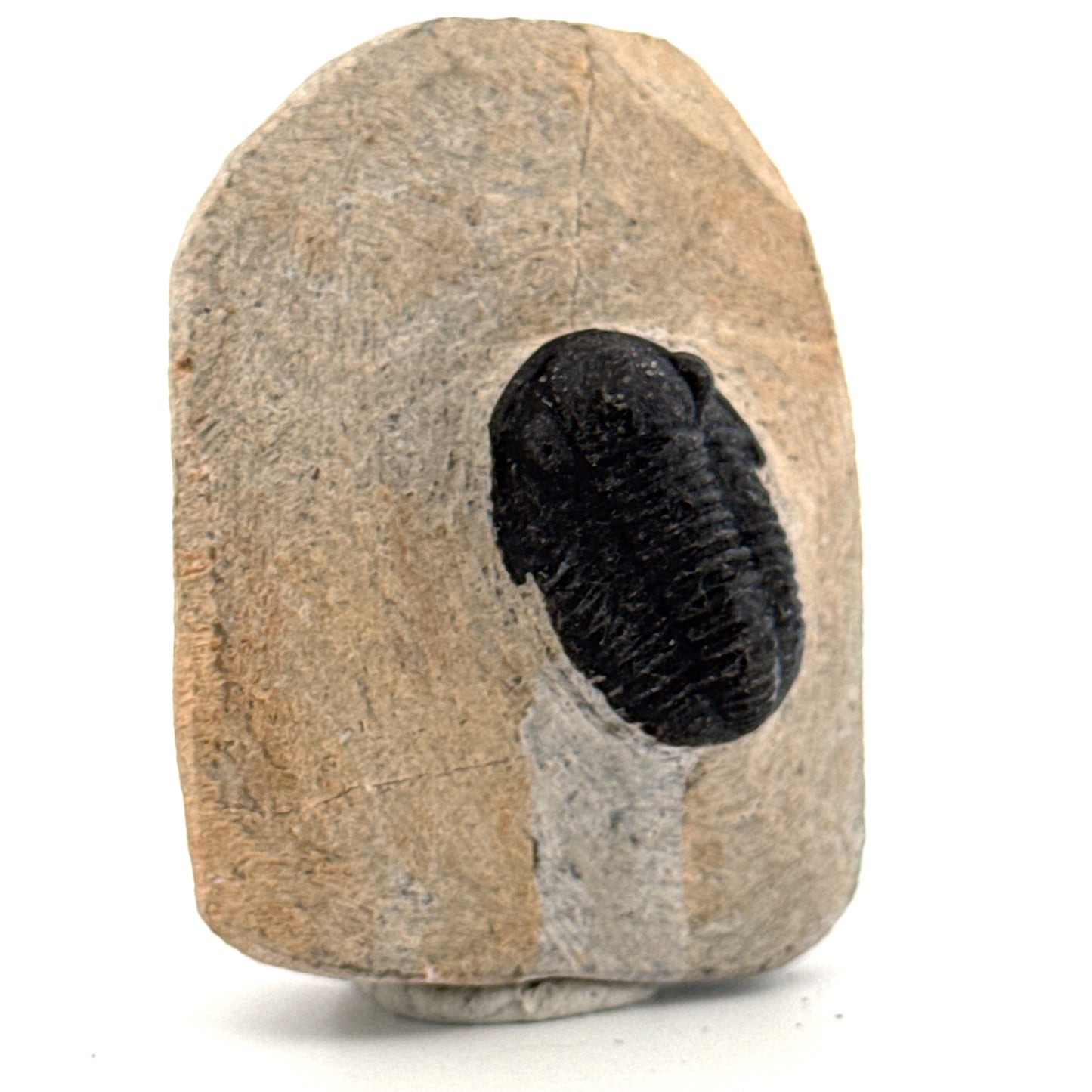 Gerastos granulosus Devonian Trilobite Fossil from Morocco (A025)