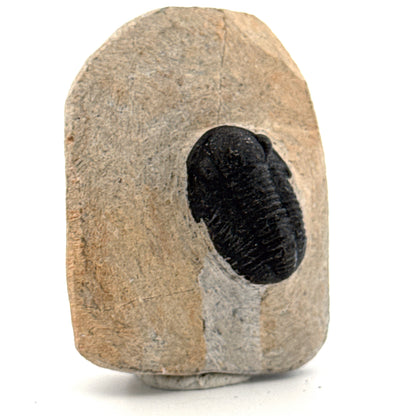 Gerastos granulosus Devonian Trilobite Fossil from Morocco (A025)