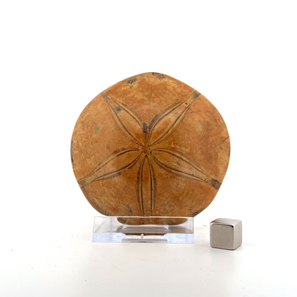 Pygurus Marmonti, zee-egel uit het Jura, Madagaskar (2.79 inch)