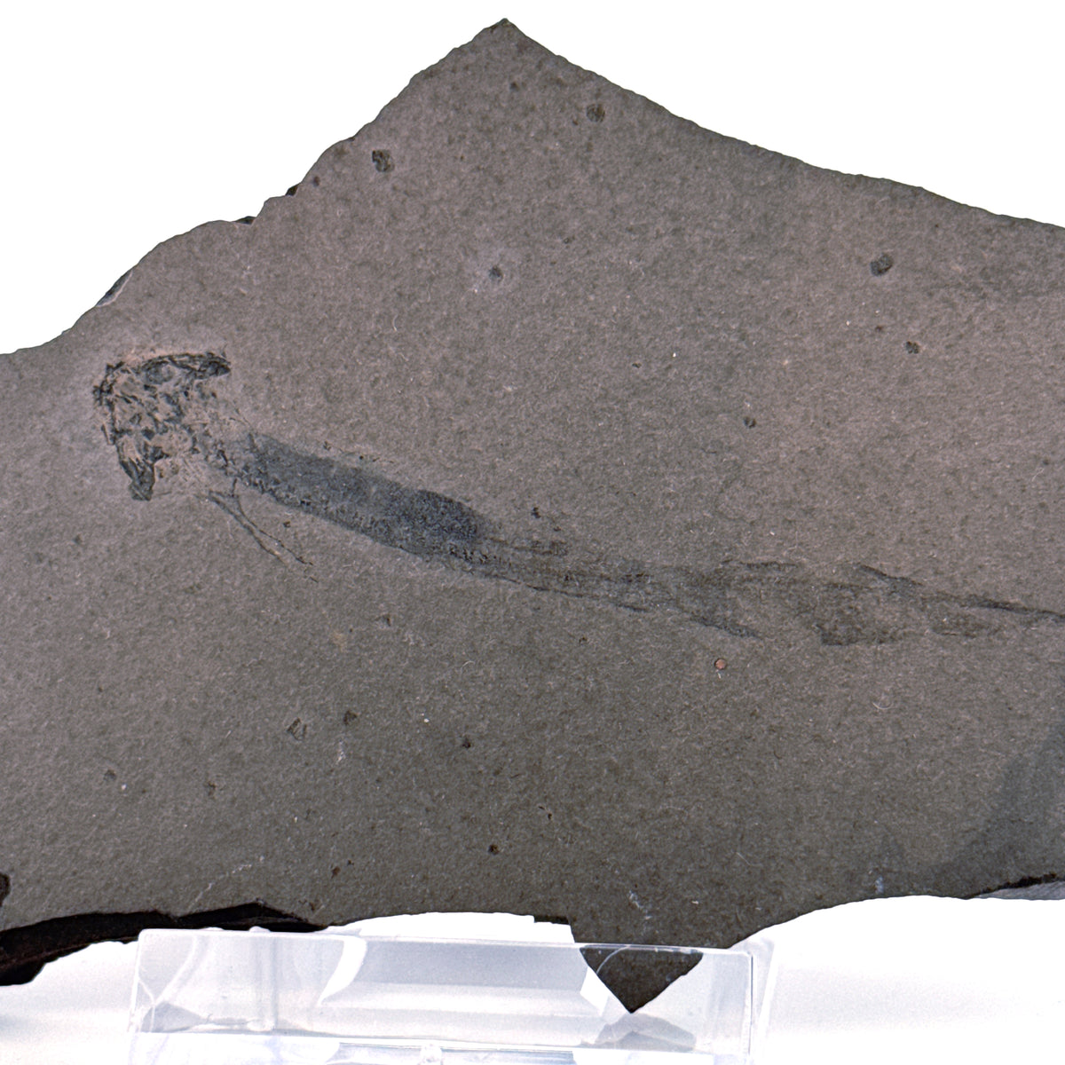 Permisch temnospondyle amfibiefossiel uit Duitsland | 2,75 inch