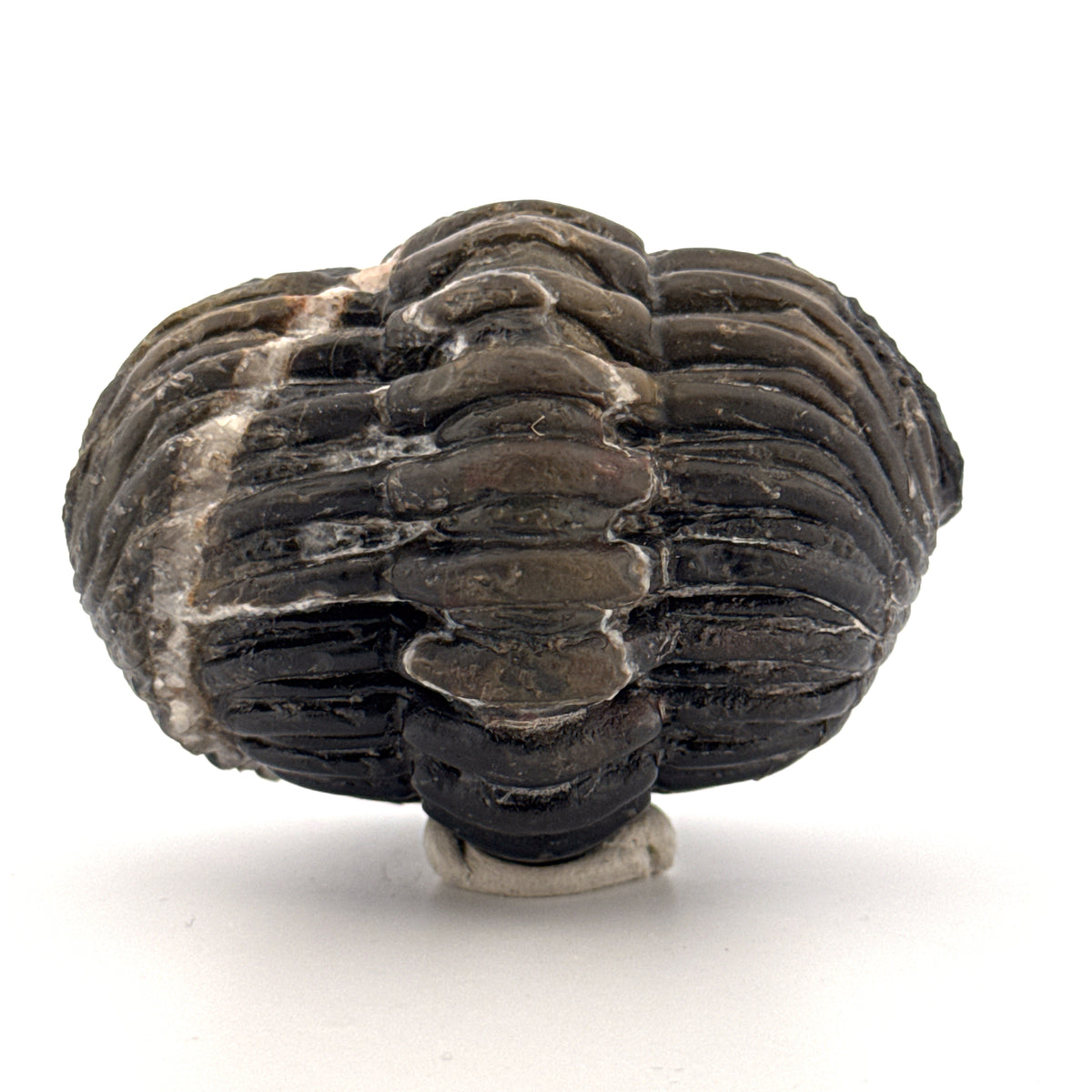 Opgedrukte Drotops megalomanicus trilobiet fossiel uit Marokko | 11,7 cm