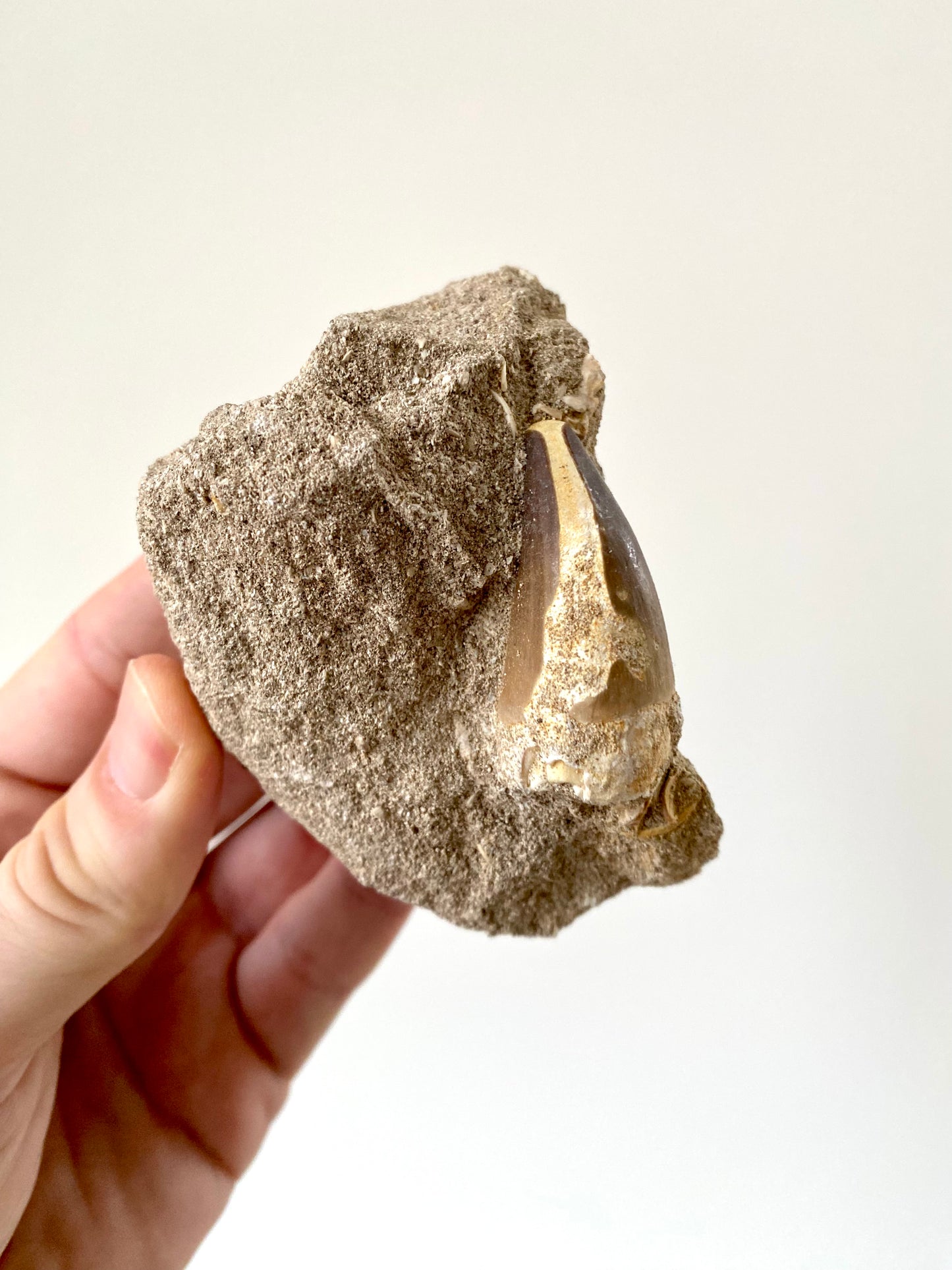 Fossiele tand van een Mosasaurus (1,70 inch) op matrix - Krijt, Marokko