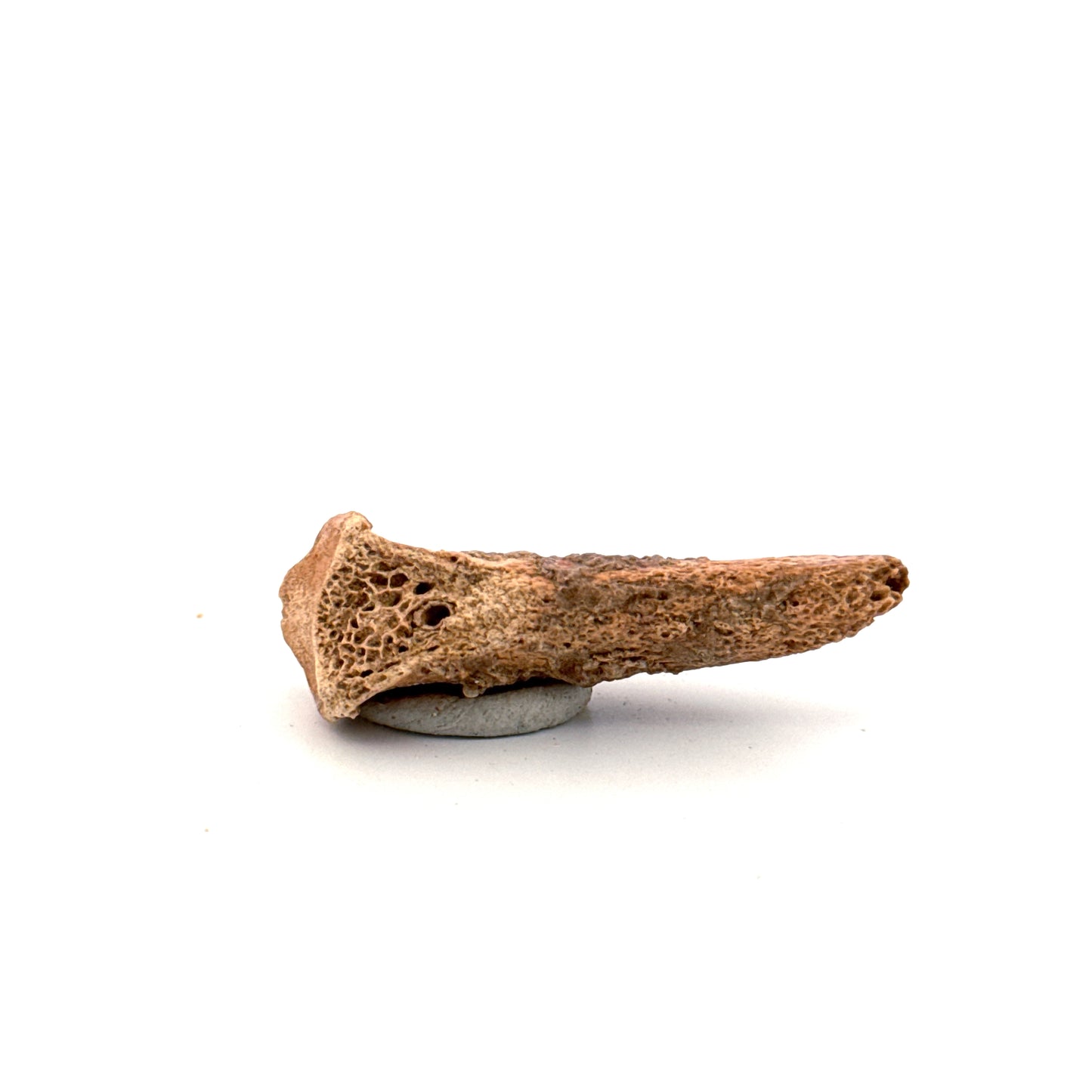 Holenbeer klauw (Ursus spelaeus), distale falanx fossiel (1.84 inch) uit Pleistoceen, Roemenië