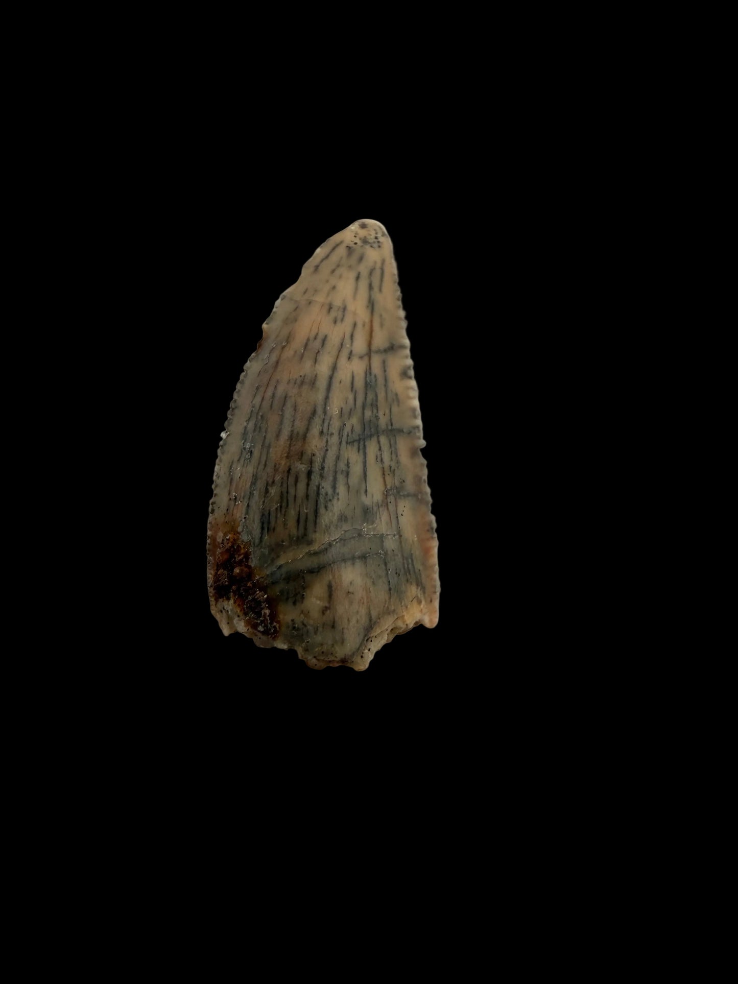 Fossiele tand van een Abelisauride dinosaurus uit Kem Kem, Marokko (0,55 inch)