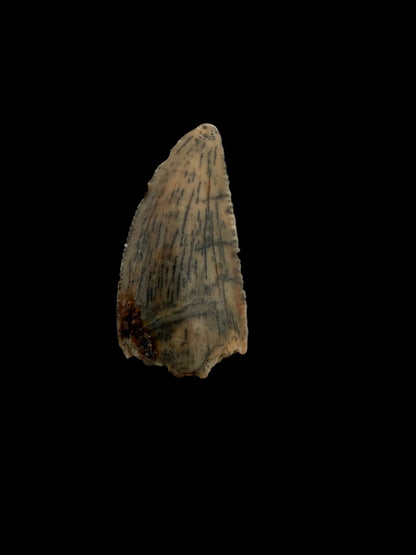 Fossiele tand van een Abelisauride dinosaurus uit Kem Kem, Marokko (0,55 inch)