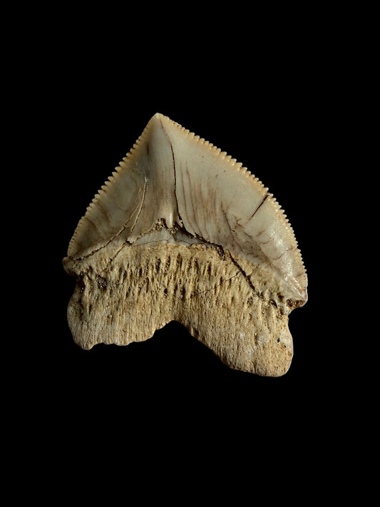 Squalicorax pristodontus shark tooth fossil from Morocco | 1.13"