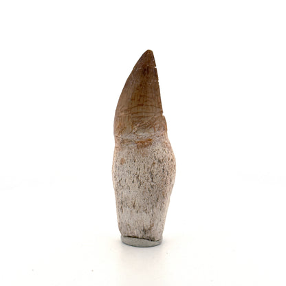 Rooted Mosasaur tooth from Late Cretaceous, Morocco (2.65")
