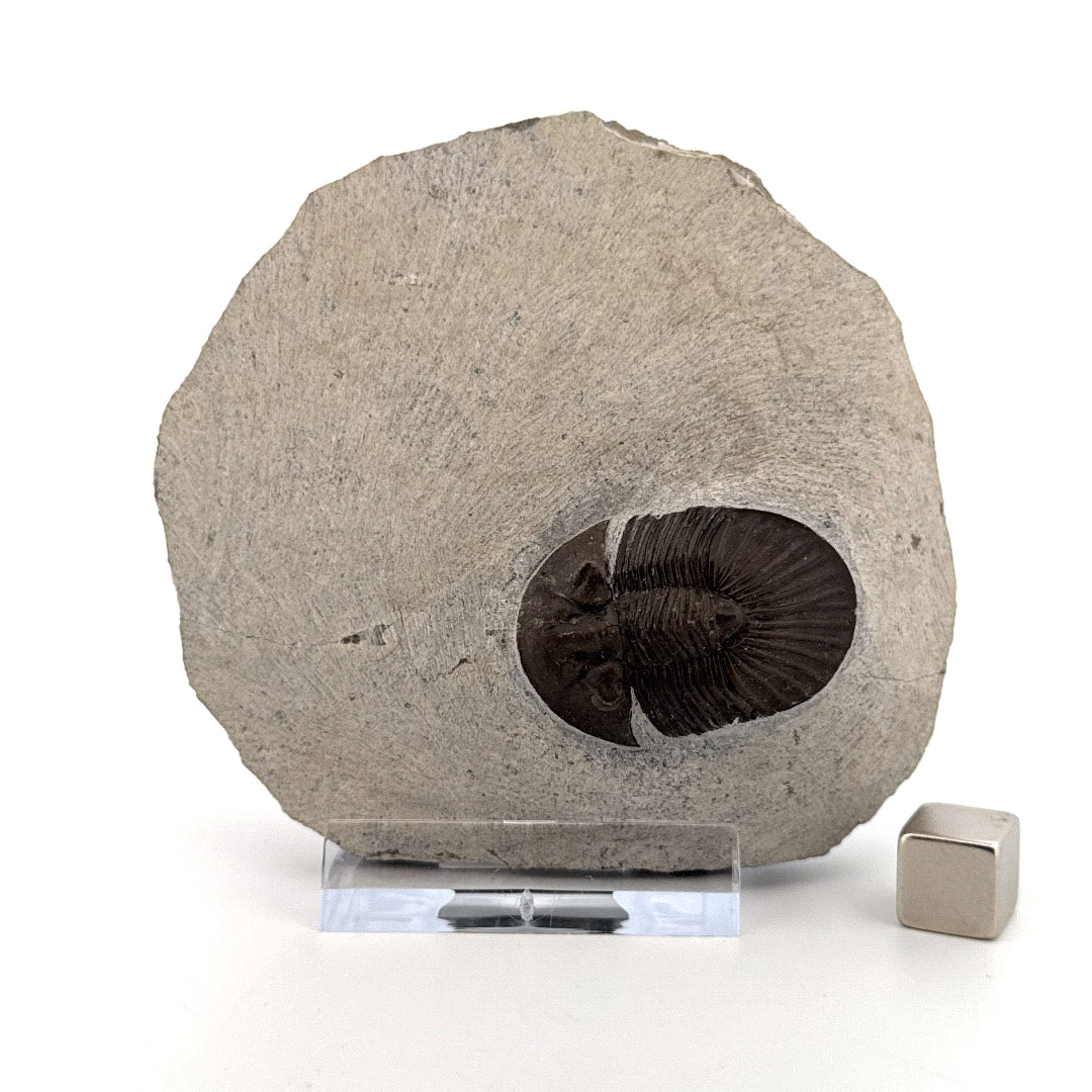 Scutellum sp. Trilobiet op Matrix uit Devoon, Marokko (1.32 inch)