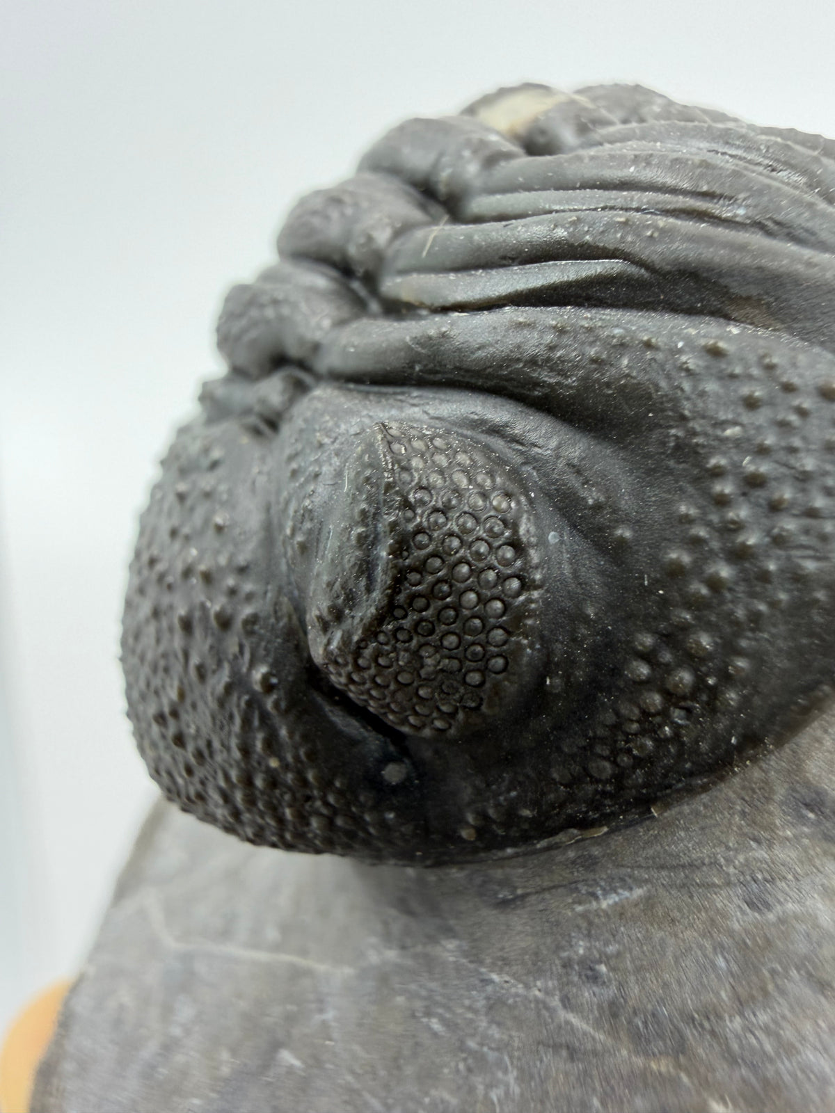 Large Devonian Phacopid Trilobite from Morocco | 2.90"