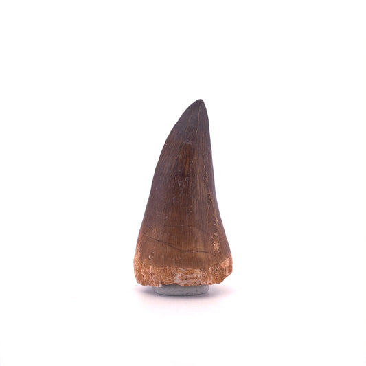 Mosasaur tooth fossil from Late Cretaceous, Morocco (1.93")