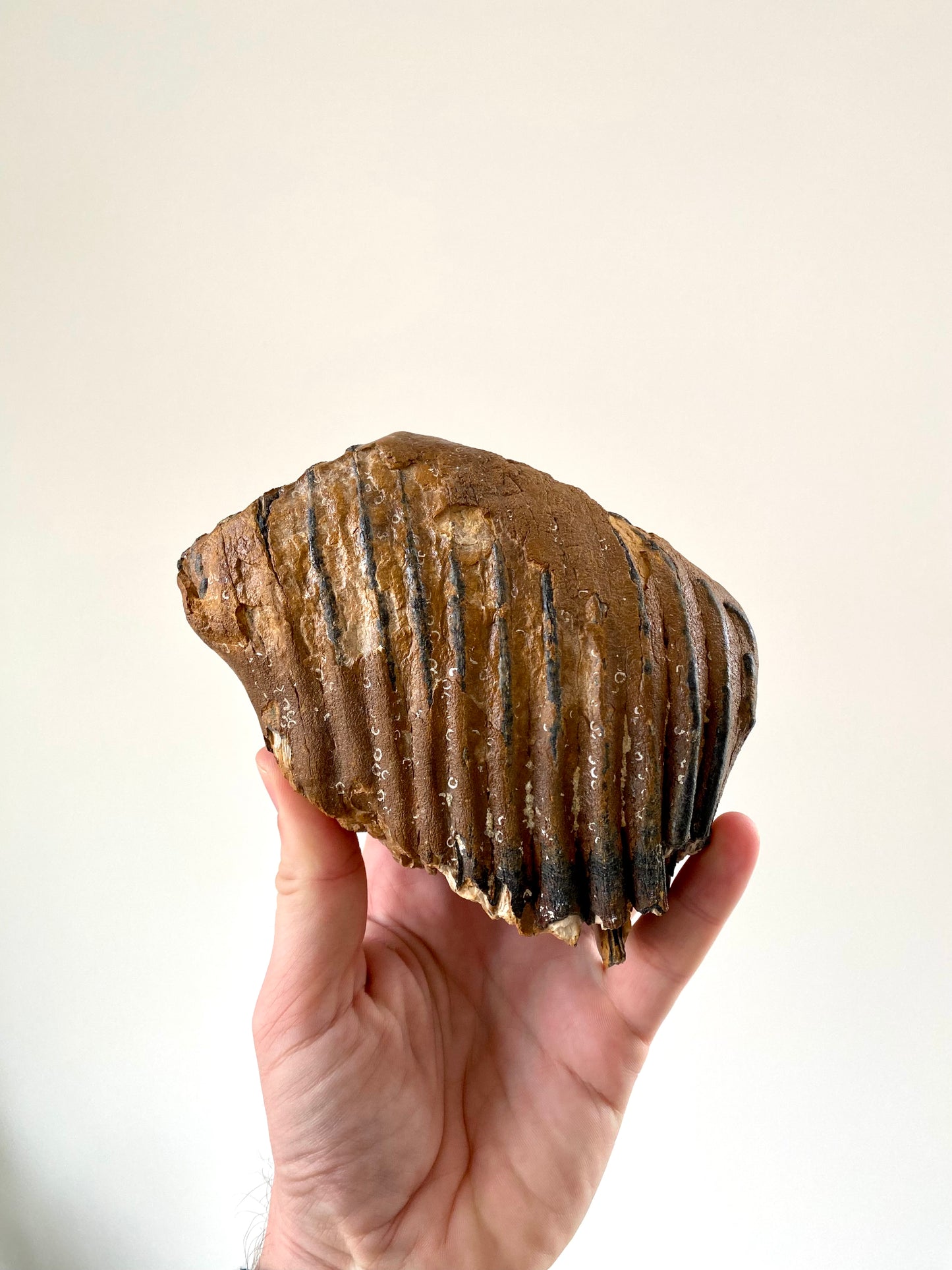 Mammoetkies Primigenius (5,50 inch) - Pleistoceen, Holland