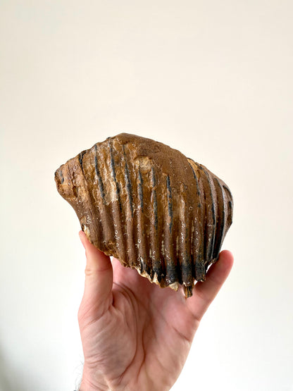 Mammoetkies Primigenius (5,50 inch) - Pleistoceen, Holland