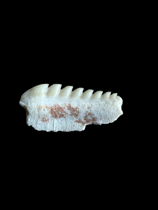 Rare Hexanchus microdon Fossil Shark Tooth