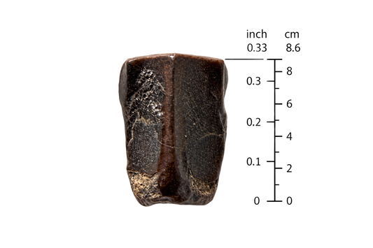 Edmontosaurus Tooth Fragment from Hell Creek Formation | 0.33"