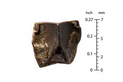 Edmontosaurus Tooth Fragment from Hell Creek Formation | 0.27"