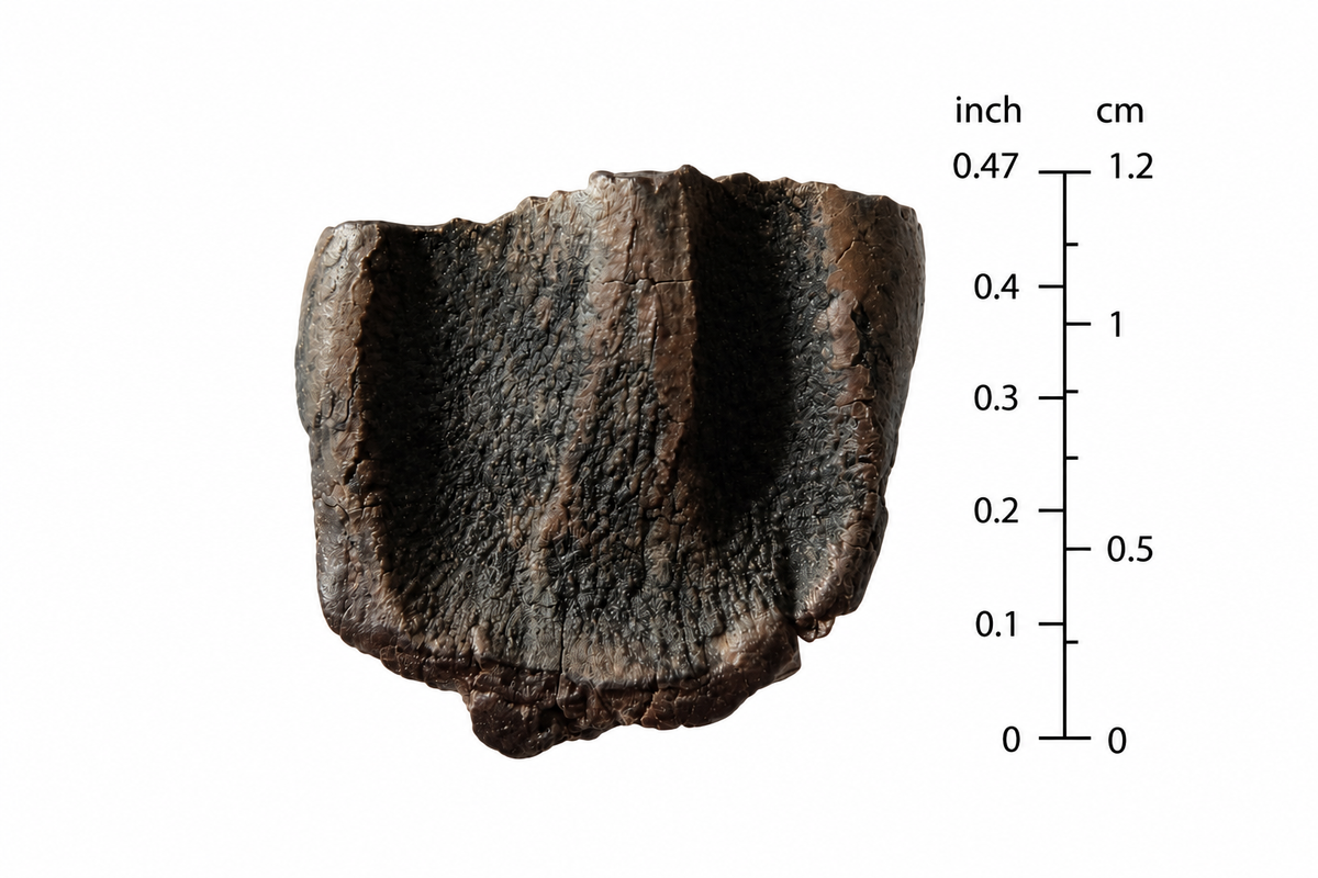 Triceratops Fossiel Tand Fragment uit Hell Creek Formatie | 0,47 inch