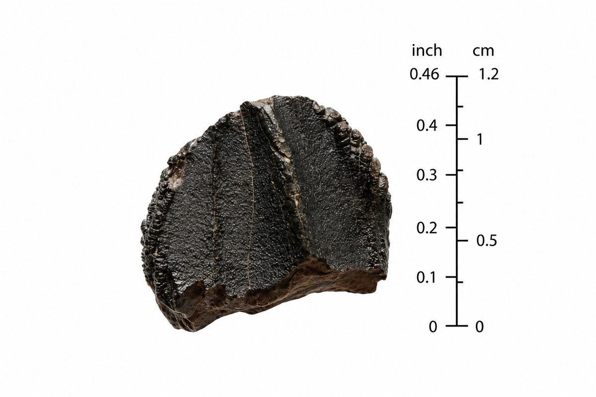 Triceratops Fossiel Kroon Fragment uit Hell Creek Formatie | 0,46 inch