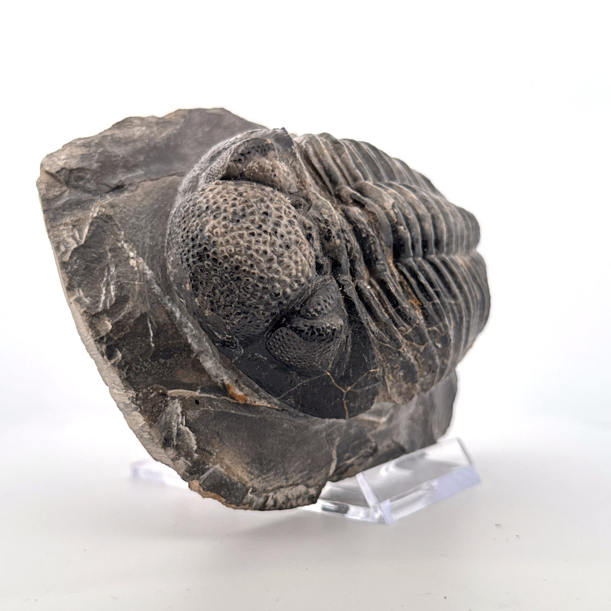 Drotops megalomanicus Trilobite Fossil from Morocco | 3.96"