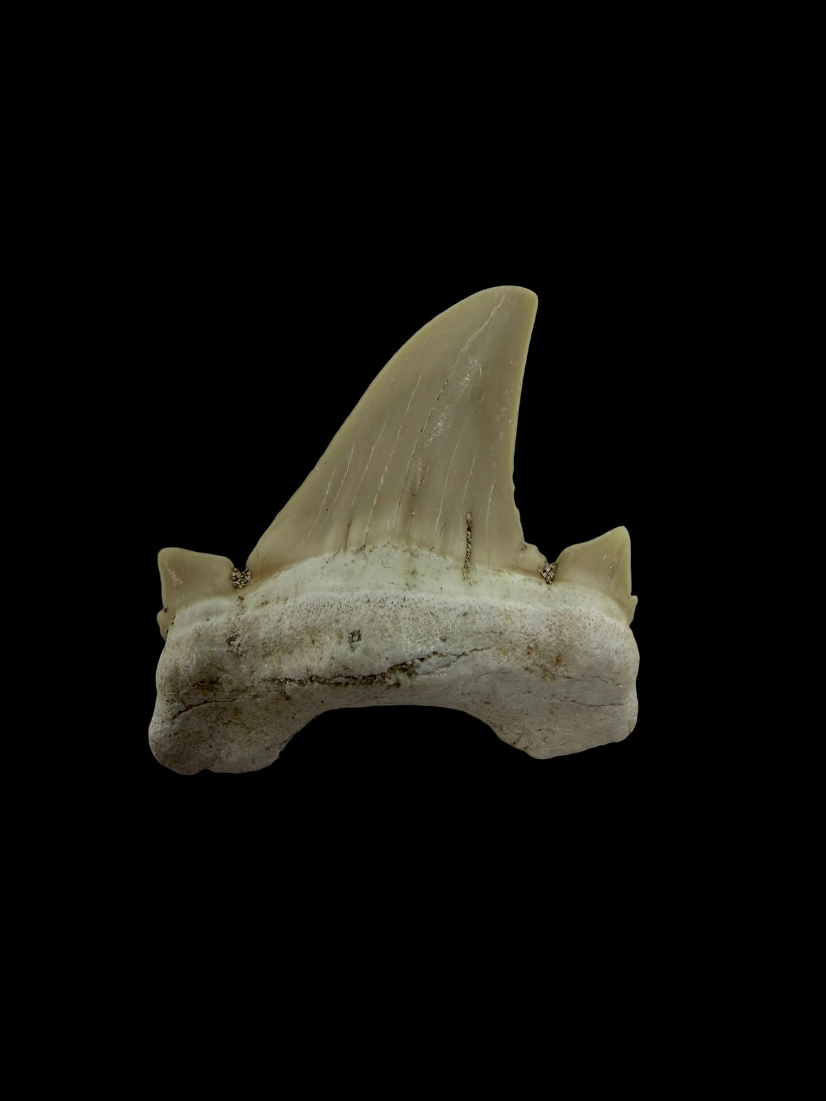 Otodus obliquus fossiele haaientand uit het Eoceen, Marokko | 1,66 inch