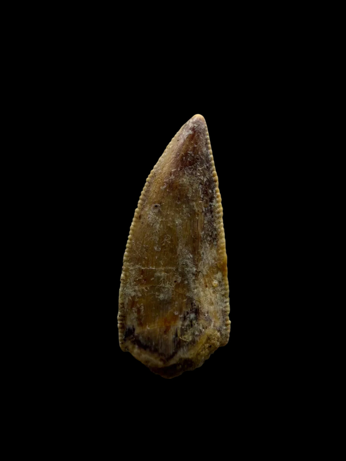 Kryptops palaios Fossil Dinosaur Tooth from Cretaceous, Niger (0.77")
