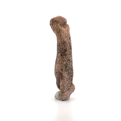 Holenbeer (Ursus spelaeus) Middenhandsbeen uit Pleistoceen, Roemenië | 3,17 inch